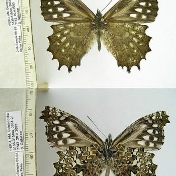 Junea doraete