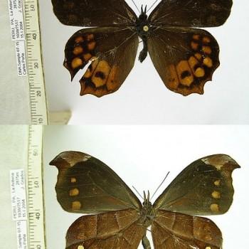 Proboscis propylea