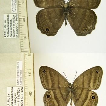 Cissia proba