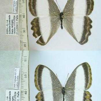 Oressinoma typhla