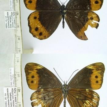 Oxeoschistus pronax