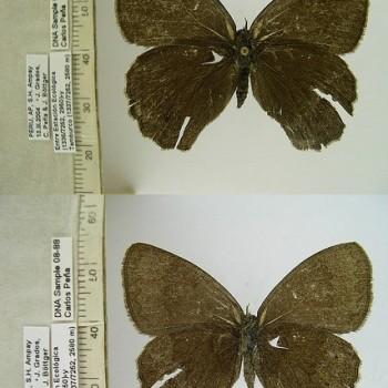 Yphthimoides leguialimai