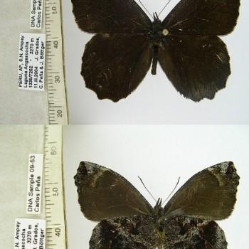 Panyapedaliodes drymaea