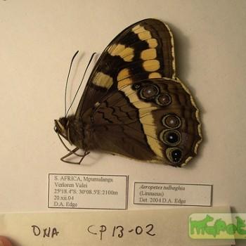 Aeropetes tulbaghia