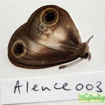 Acrophtalmia leuce
