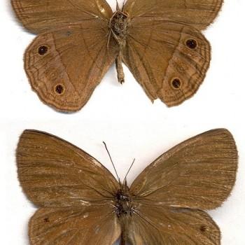 Yphthimoides yphthima