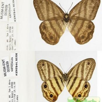 Euptychia enyo