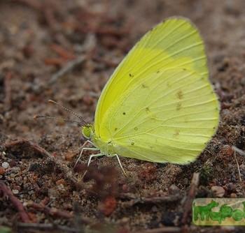 Eurema smilax