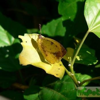 Eronia leda