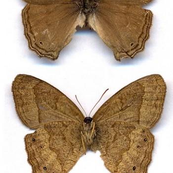 Moneuptychia soter