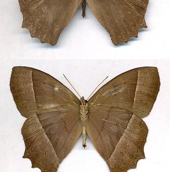 Taygetis tripunctata