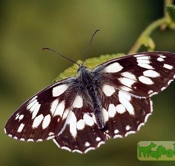 Melanargia galathea (Галатея)