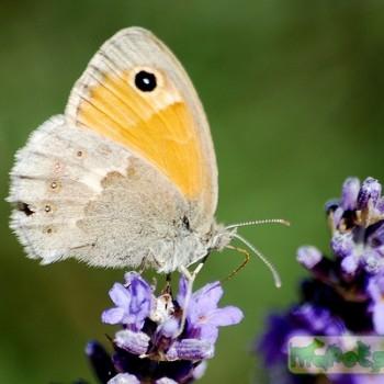 Pyronia janiroides