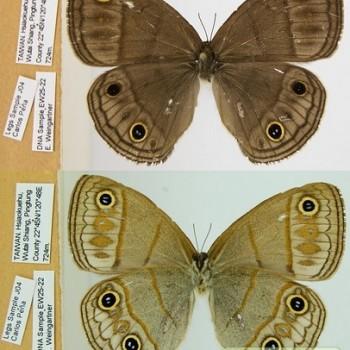 Palaeonympha opalina