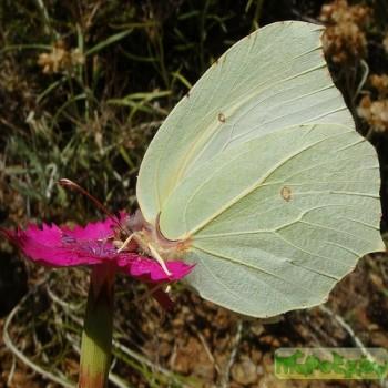 Gonepteryx farinosa