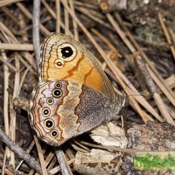 Paramacera allyni