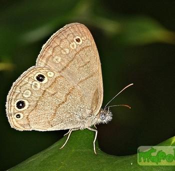 Hermeuptychia sosybius