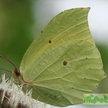 Gonepteryx maxima