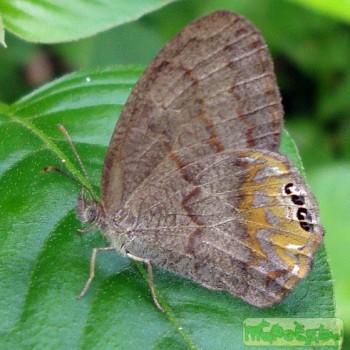 Cyllopsis nayarit
