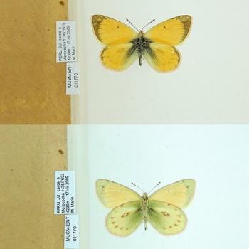 colias euxanthe