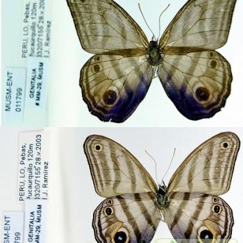 Chloreuptychia chlorimene