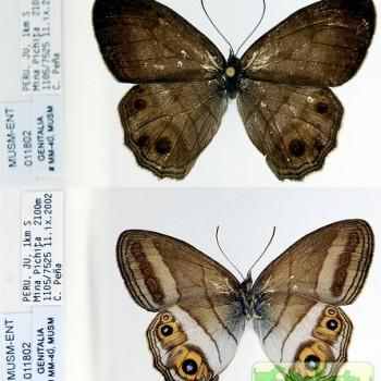 Splendeuptychia ambra
