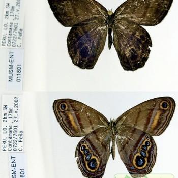 Chloreuptychia tolumnia