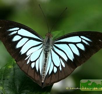 Pareronia ceylanica