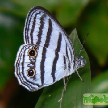 Caeruleuptychia brixius