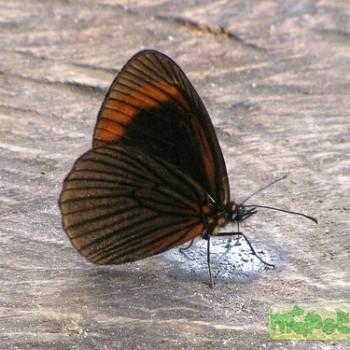 Lymanopoda acraeida