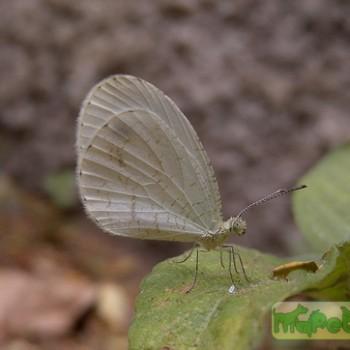 Leptosia alcesta