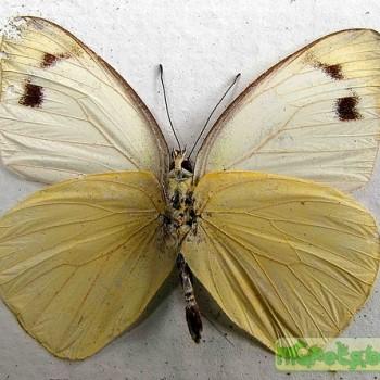 Appias paulina