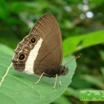Splendeuptychia ashna