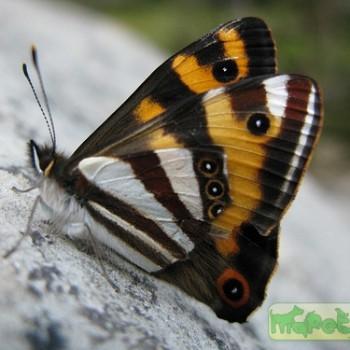 Dodonidia helmsii