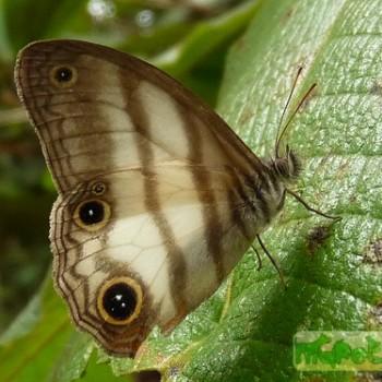 Pareuptychia lydia