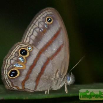 Cissia terrestris