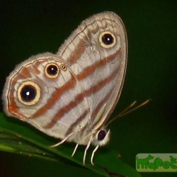 Euptychia rufocincta