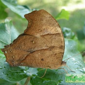 Melanitis zitenius