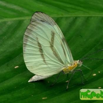 Enantia lina