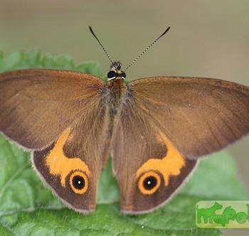 Hypocysta metirius