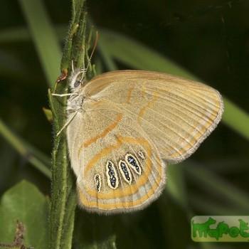 Neonympha areolatus