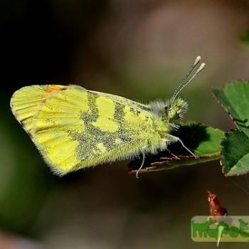anthocharis damone