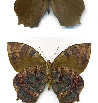 Taygetis larua