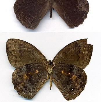 Pseudodebis marpessa