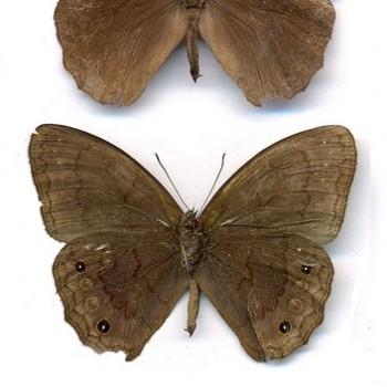 Harjesia obscura