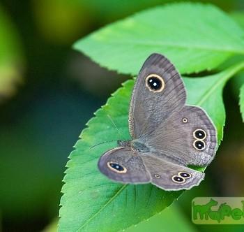 Ypthima lisandra