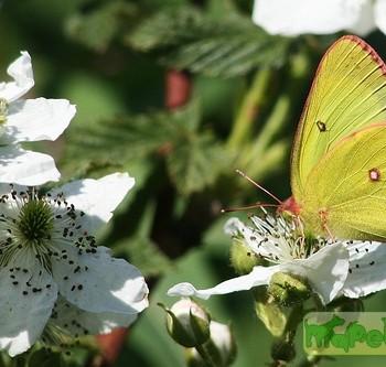 colias interior