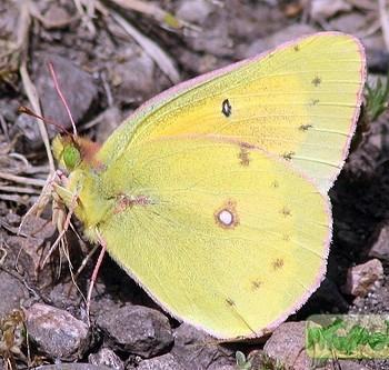 colias eurytheme