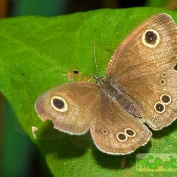 Ypthima masakii