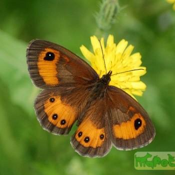 Pyronia bathseba